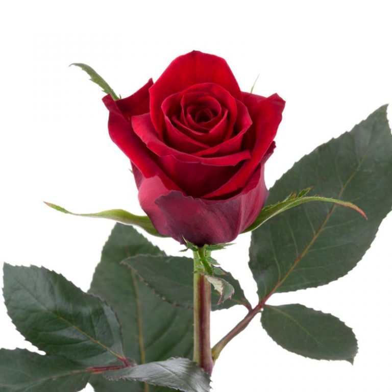 Rosa Finally Colombia - Leverside Roses & Flowers