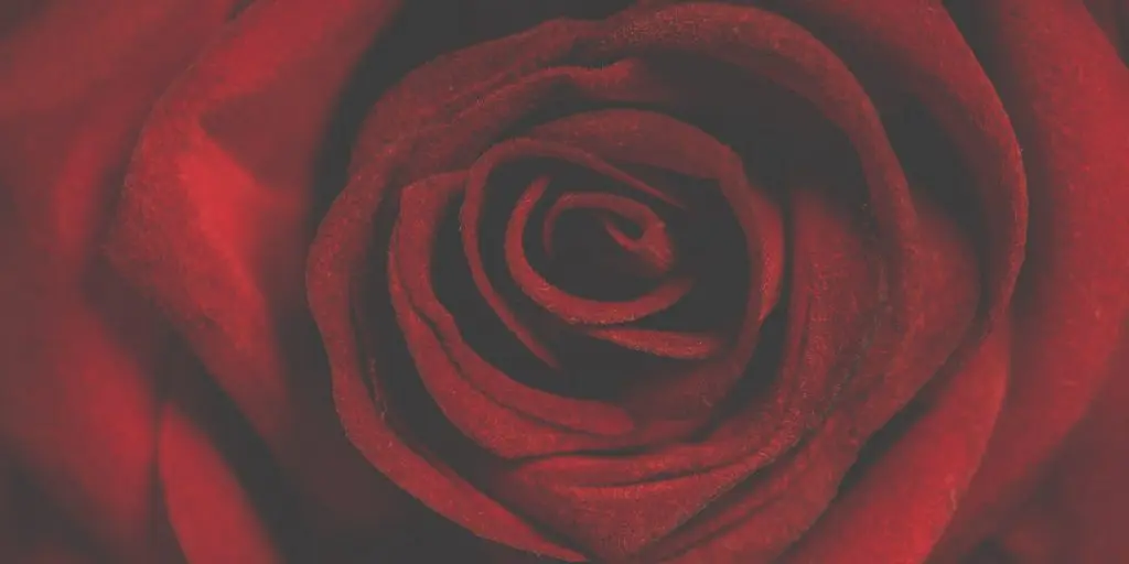 Significado de las rosas rojas