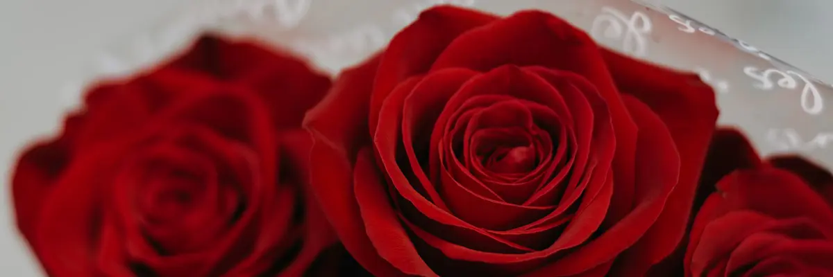 rosas rojas y su significado
