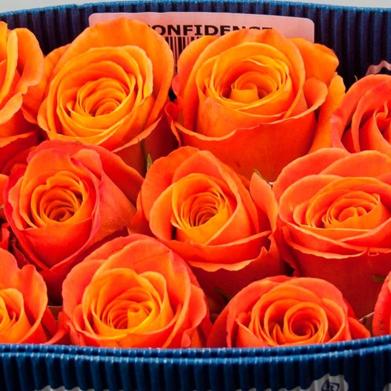 Rosa Confidential colombia - Leverside Roses & Flowers