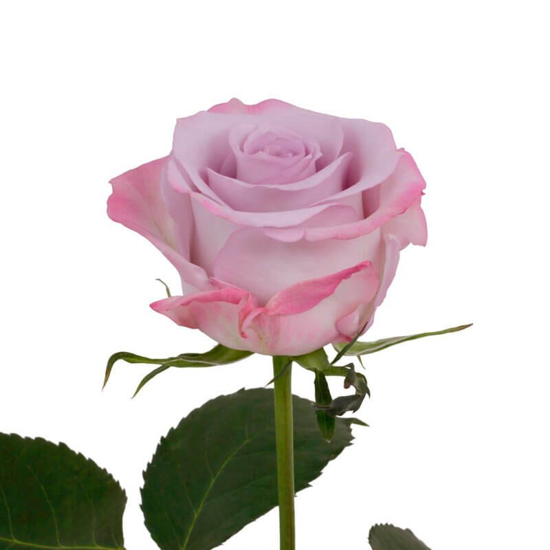 rosa purple haze colombia