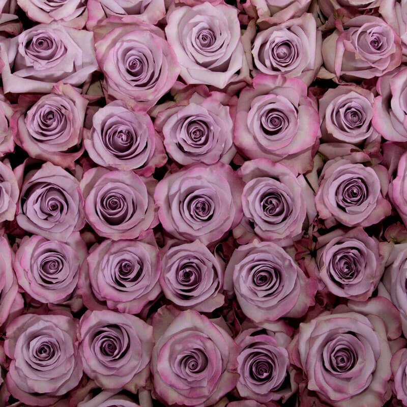 rosa purple haze colombiana